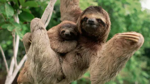 Getty Images A female sloth hangs from a branch with its legs while clutching a baby sloth. Behind there is a tree with green leaves