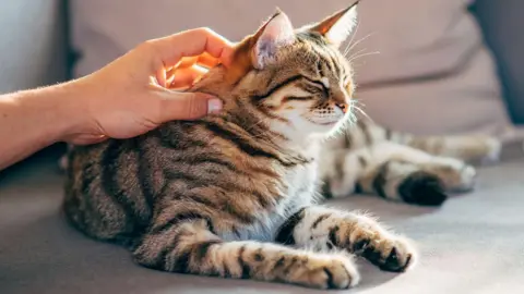 Getty Images A hand touches the neck of a brown stripy cat sat on a sofa, which has its eyes closes and ears raised.