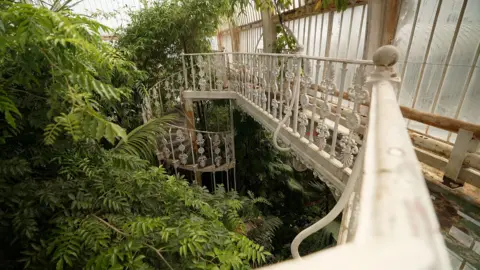 Kevin Church/BBC News Inside of the Palm House, a huge glass and iron structure. This shows the top level of the building, with an ornate spiral staircase and platform that runs next to the glass. the iron is painted white but clearly rusting. The tops of the tropical plants fill the space.