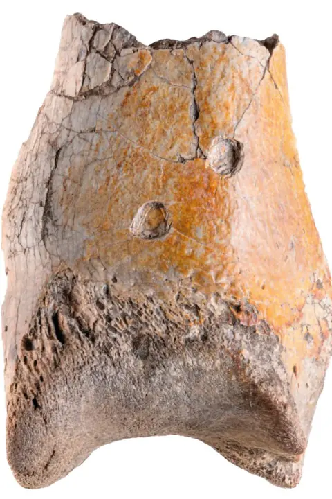 Andres Link The image shows a chunk of fossilised bone from a terror bird's leg. There are two holes visible in the bone - puncture marks left by the teeth of a predatory reptile.