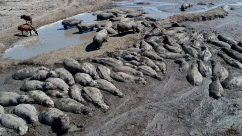 Getty Images An aerial view shows dozens of hippos packed together and stuck in dried up mud in a river channel.