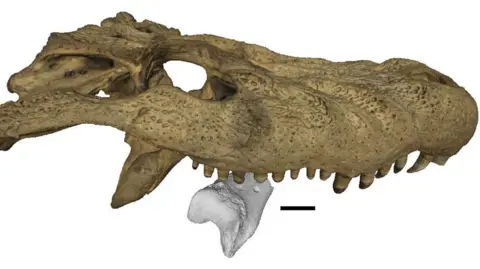 Link et al/Biology Letters The image shows the digital scan of a crocodile skull biting into a small leg bone. The bone that is being bitten into is based on a 3D scan of the 13 million year old fossilised bone from a terror bird.
