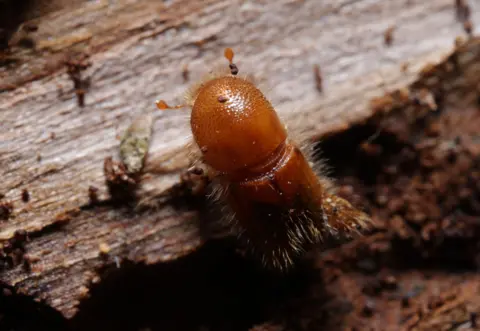 Sean Gallup/Getty Images A close up shot of Ips Typographus, a light brown hairy beetle with three front legs visible one slightly extended out. It is walking along the bark of a logged spruce tree.