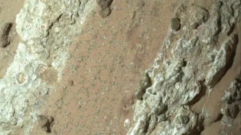 NASA/JPL Image taken on the surface of Mars. It shows a large red grainy rock with unusual pale dots ringed with a black outline that look like leopard spots as well as small black dots that scientists have nick named poppy seeds. There are also pale white rocky outcrops. 