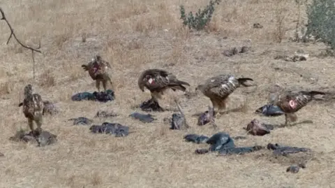 AMUS Five tagged young red kites on the ground eating